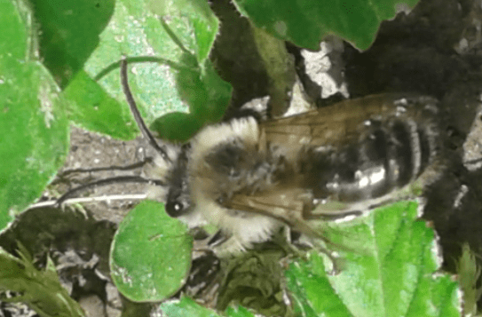 Api che nidificano nel terreno:  Colletes cunicularius